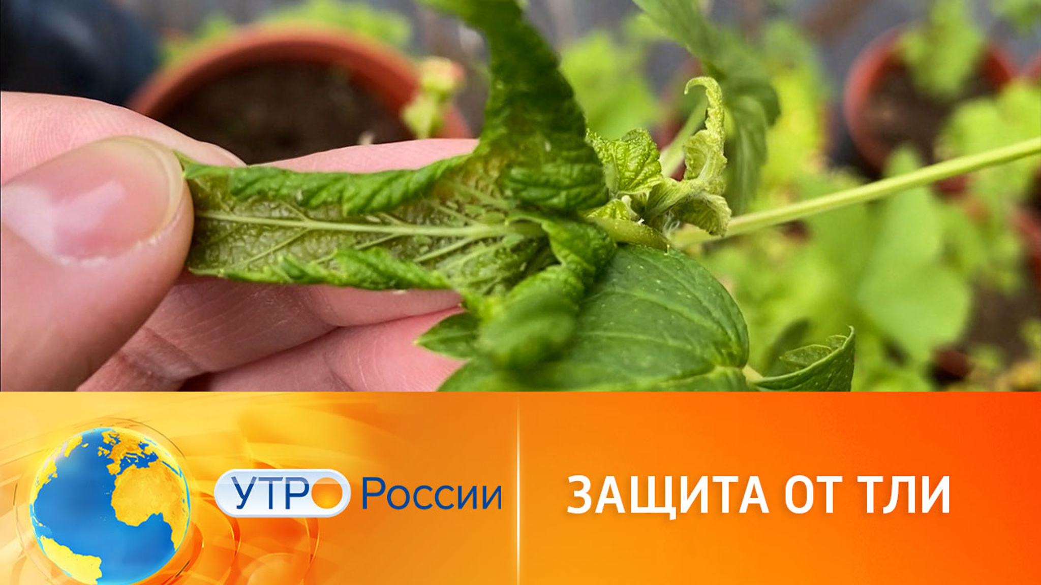 Эксперты рассказали о методах борьбы с тлей
