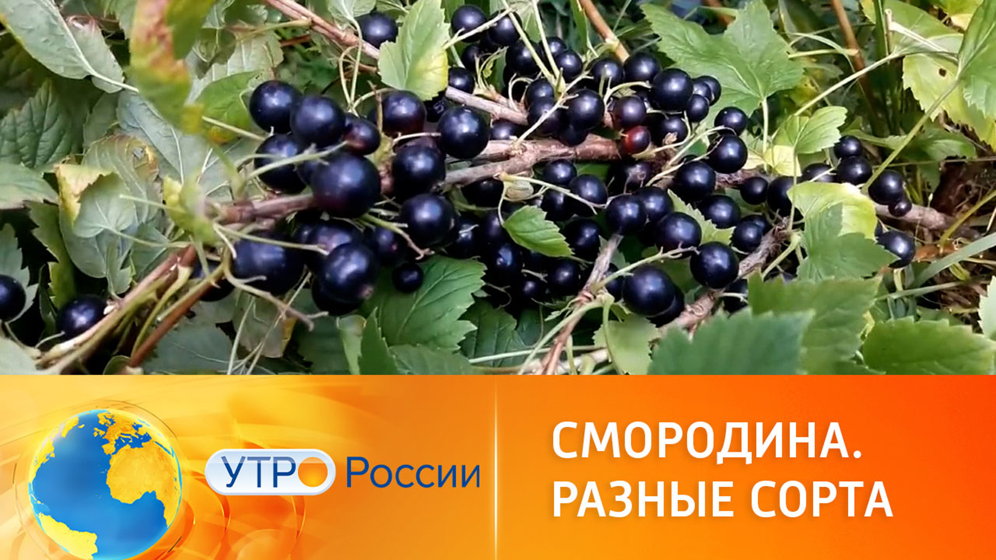 Смородина: полезные свойства разных сортов