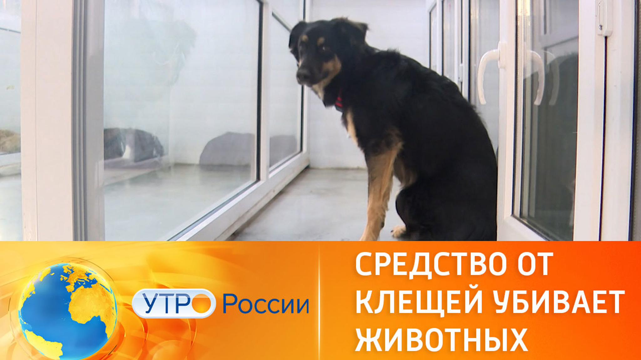 Опасный препарат: домашние животные травятся лекарством от клещей