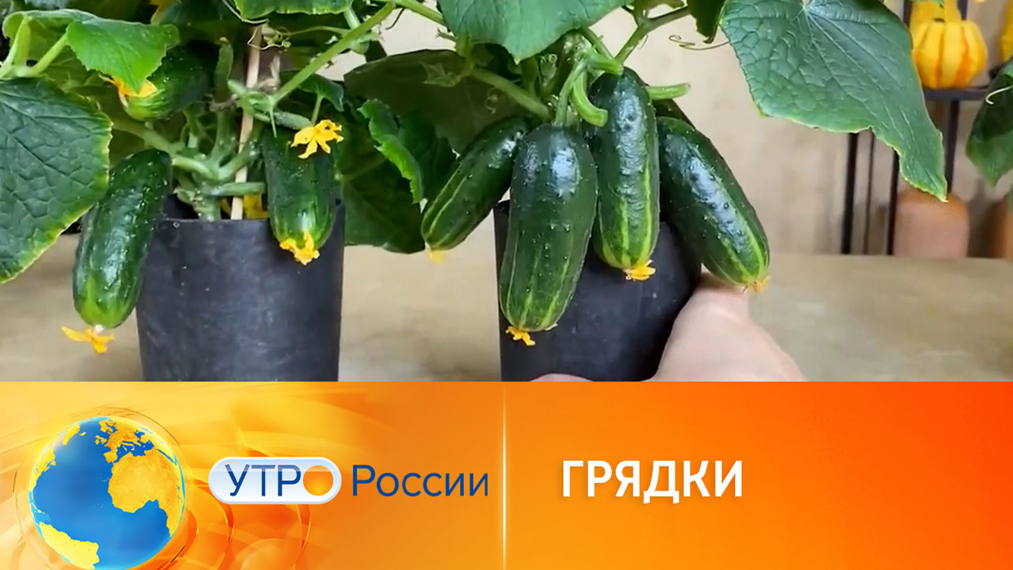 Мобильное садоводство, или мини-огород на подоконнике