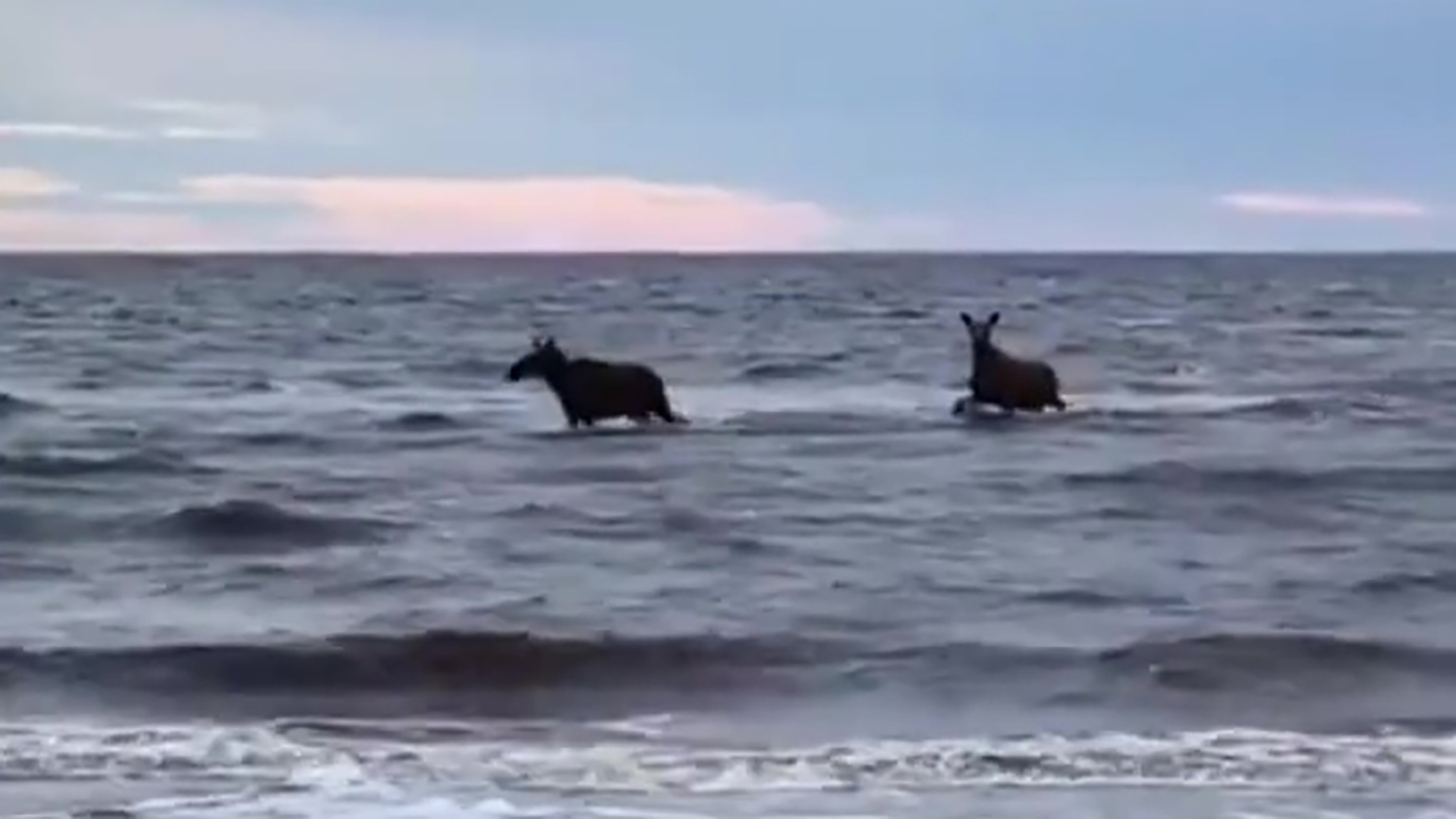 В Северодвинске лоси искупались в море
