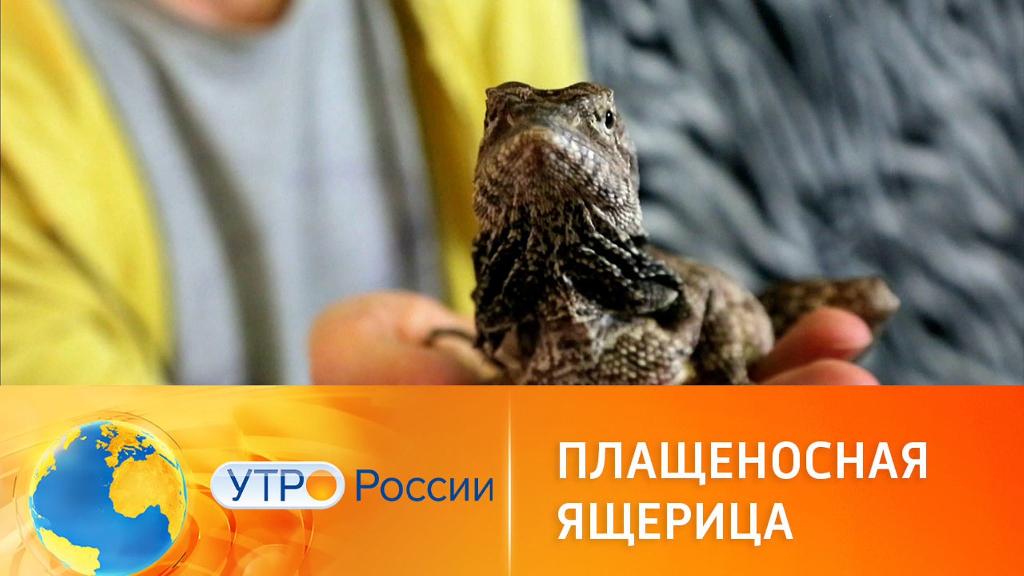 Плащеносная ящерица