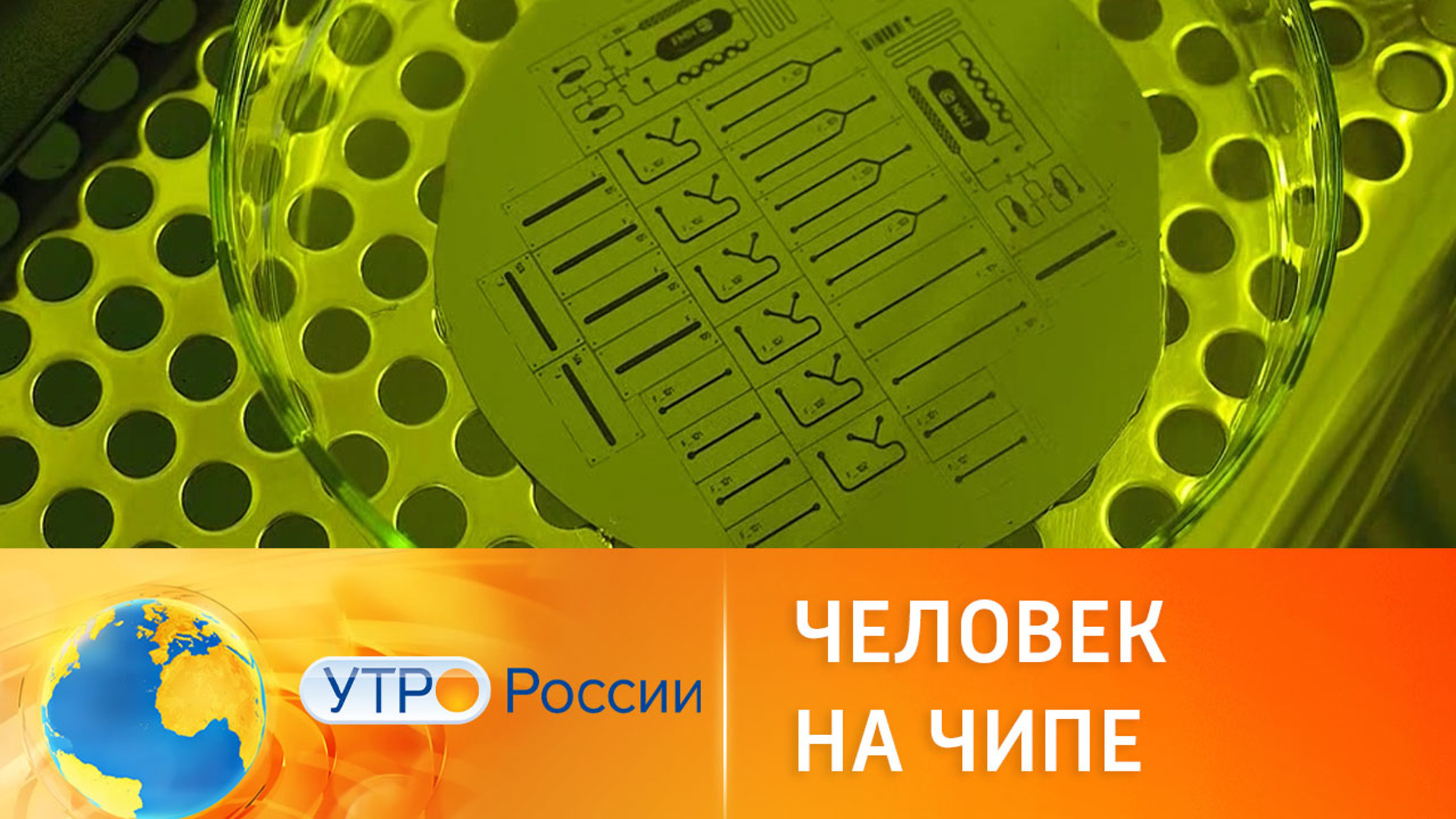 Клеточные технологии заменят лабораторных животных
