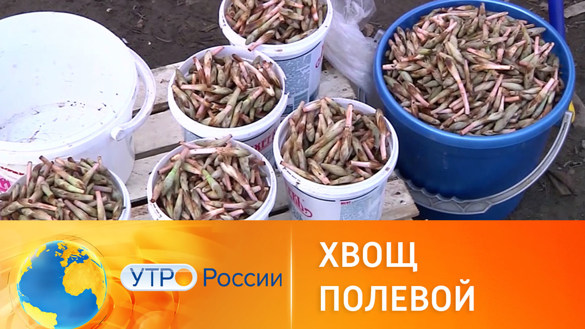 В Перми начался сезон пистиков