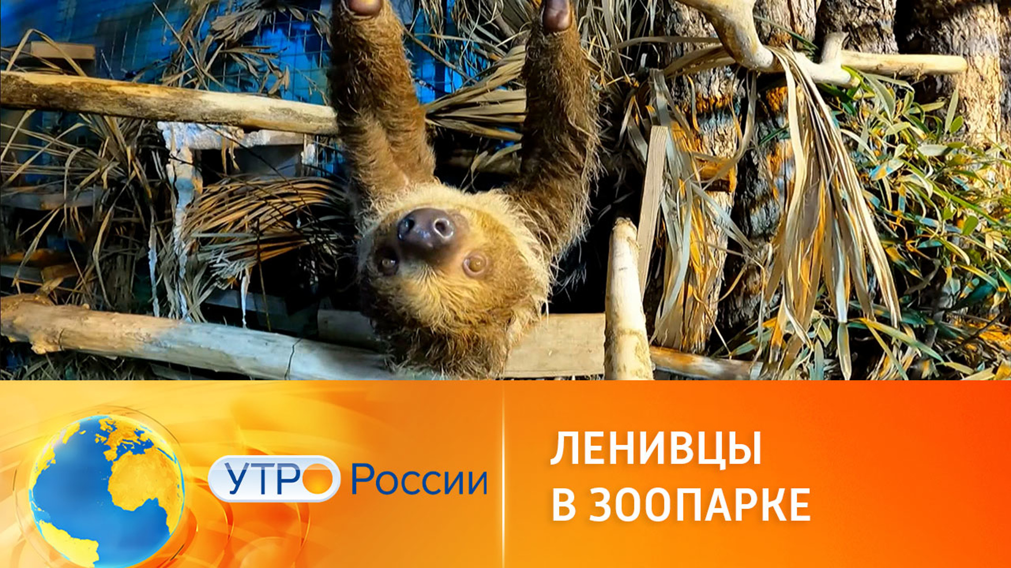 Как живут ленивцы в Московском зоопарке