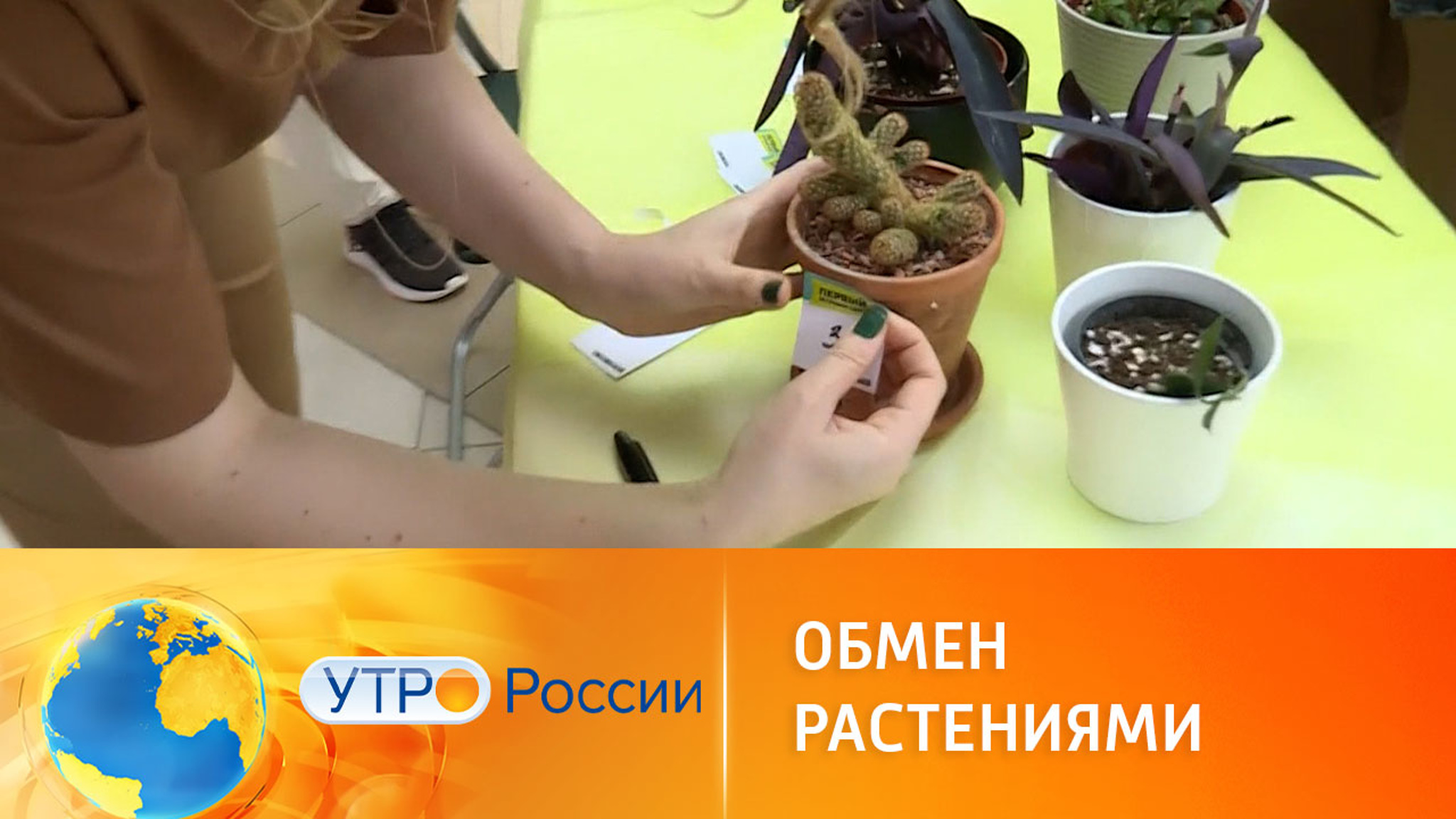 В Петербурге стало модным меняться растениями