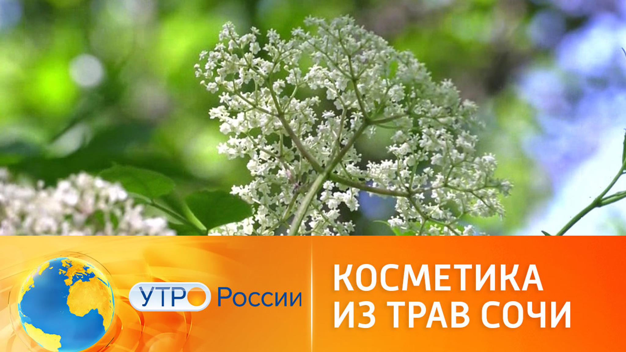 В России создают натуральную косметику из лесных трав