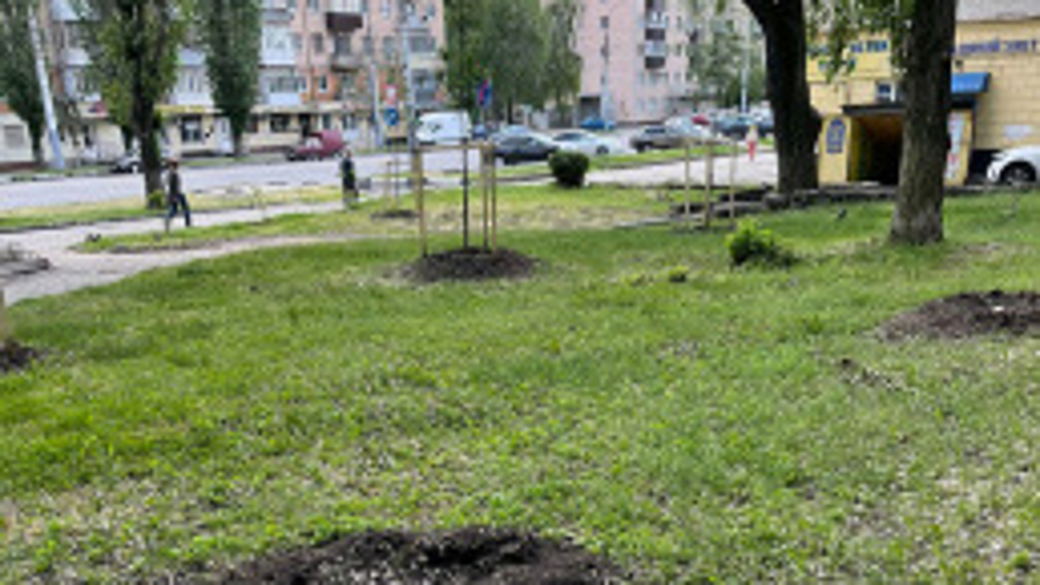 В Воронеже неизвестные спилили деревья, высаженные к 100-летию пионерии