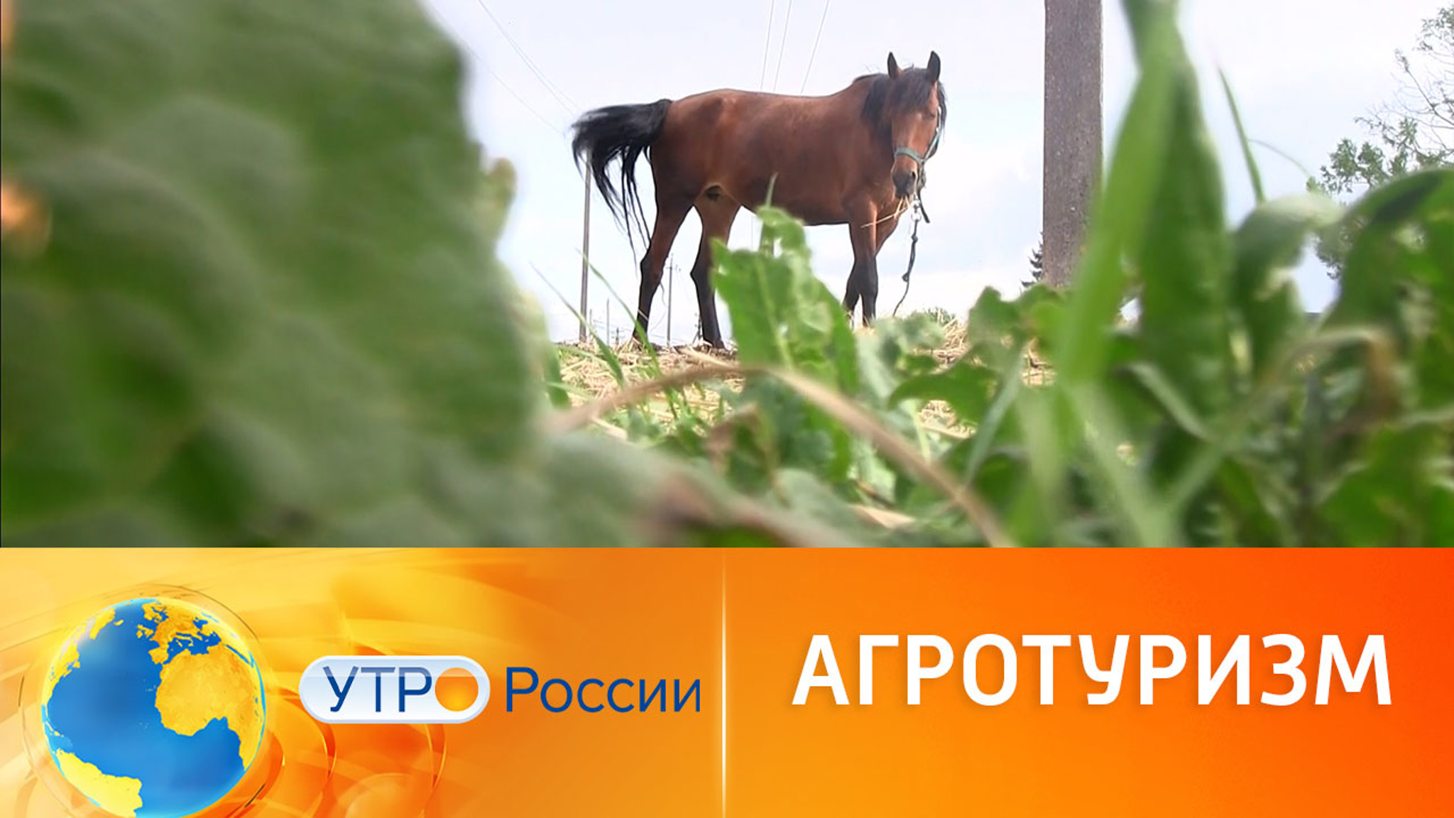 Все прелести деревенской жизни: новый вид туризма