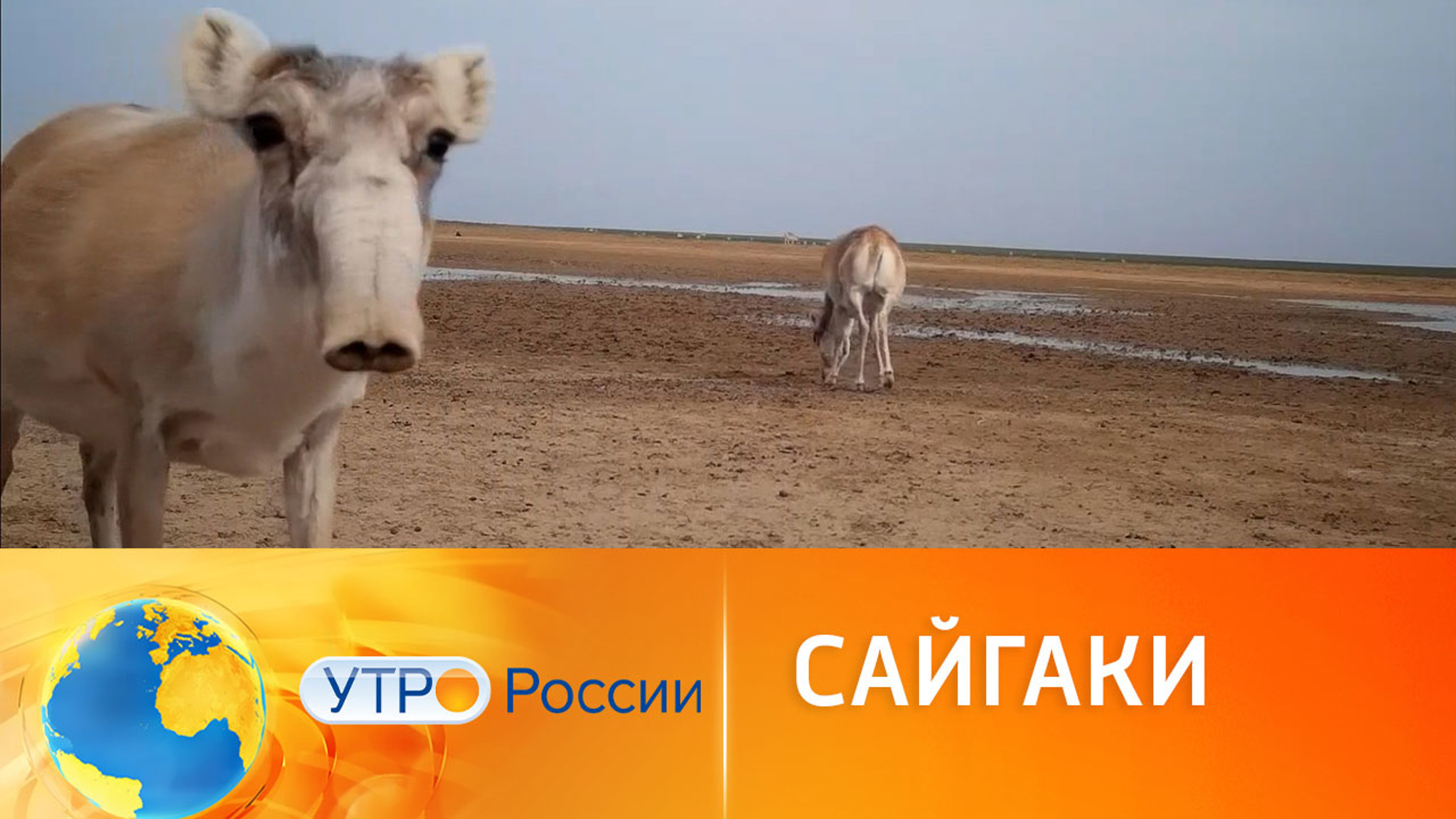Сайгаки