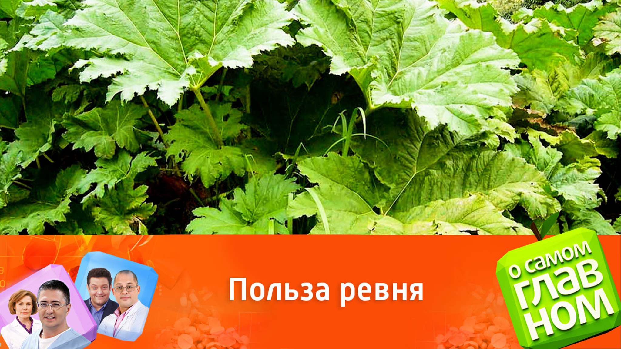 Все о пользе ревеня