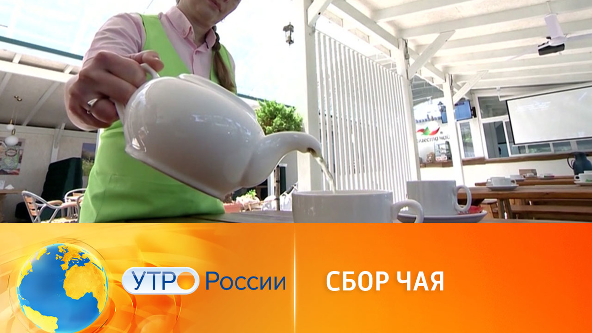 В Сочи начался сбор чая