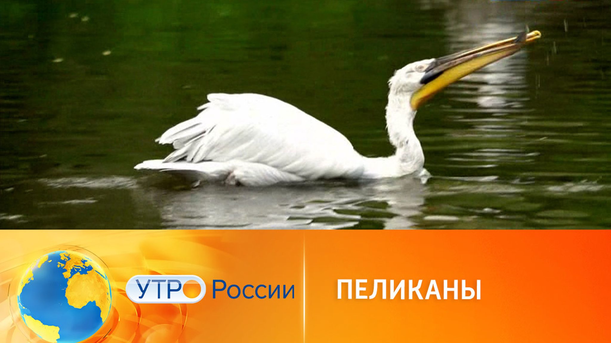 Как живут пеликаны в Московском зоопарке