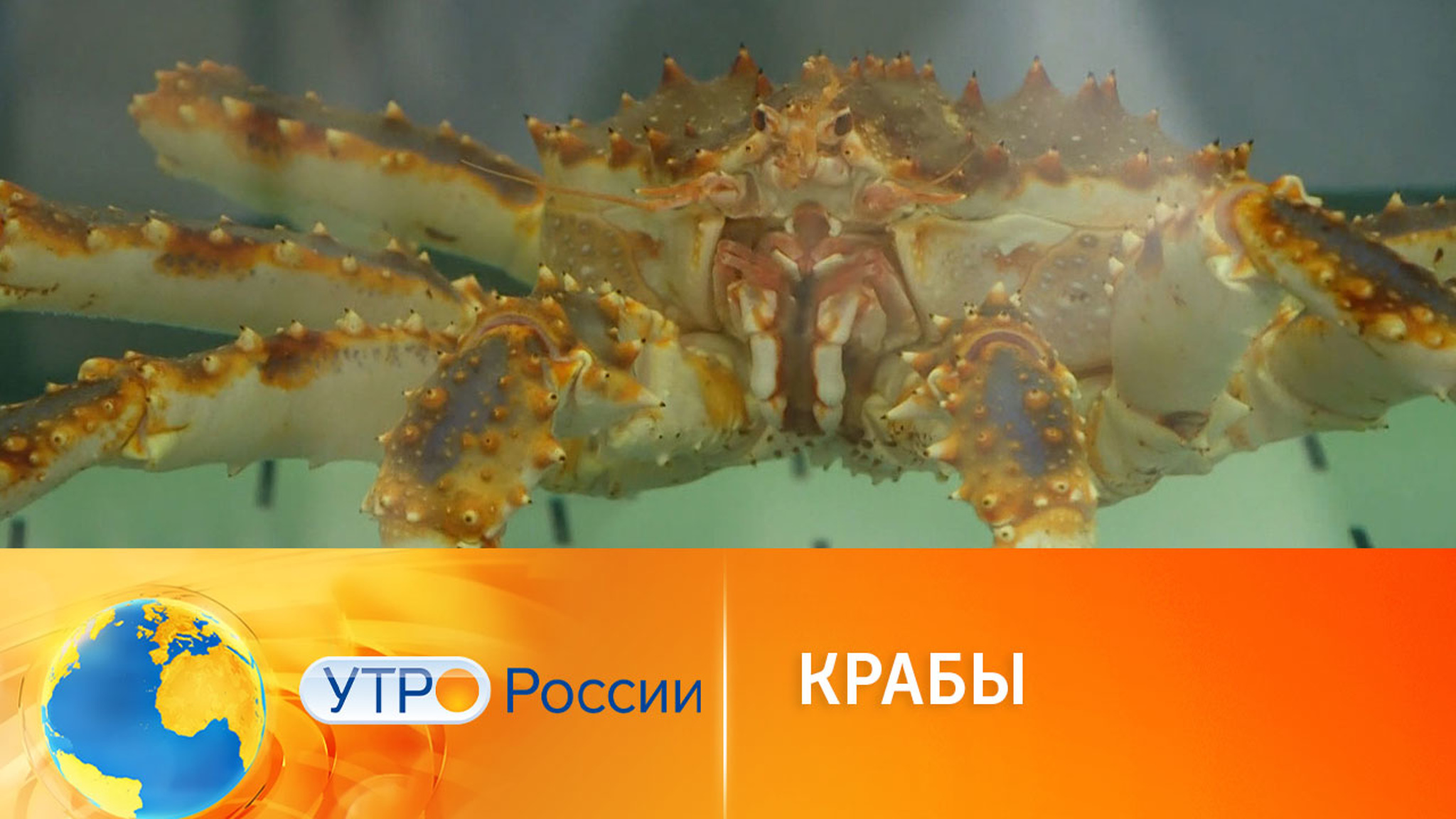Перспективы крабового промысла в России