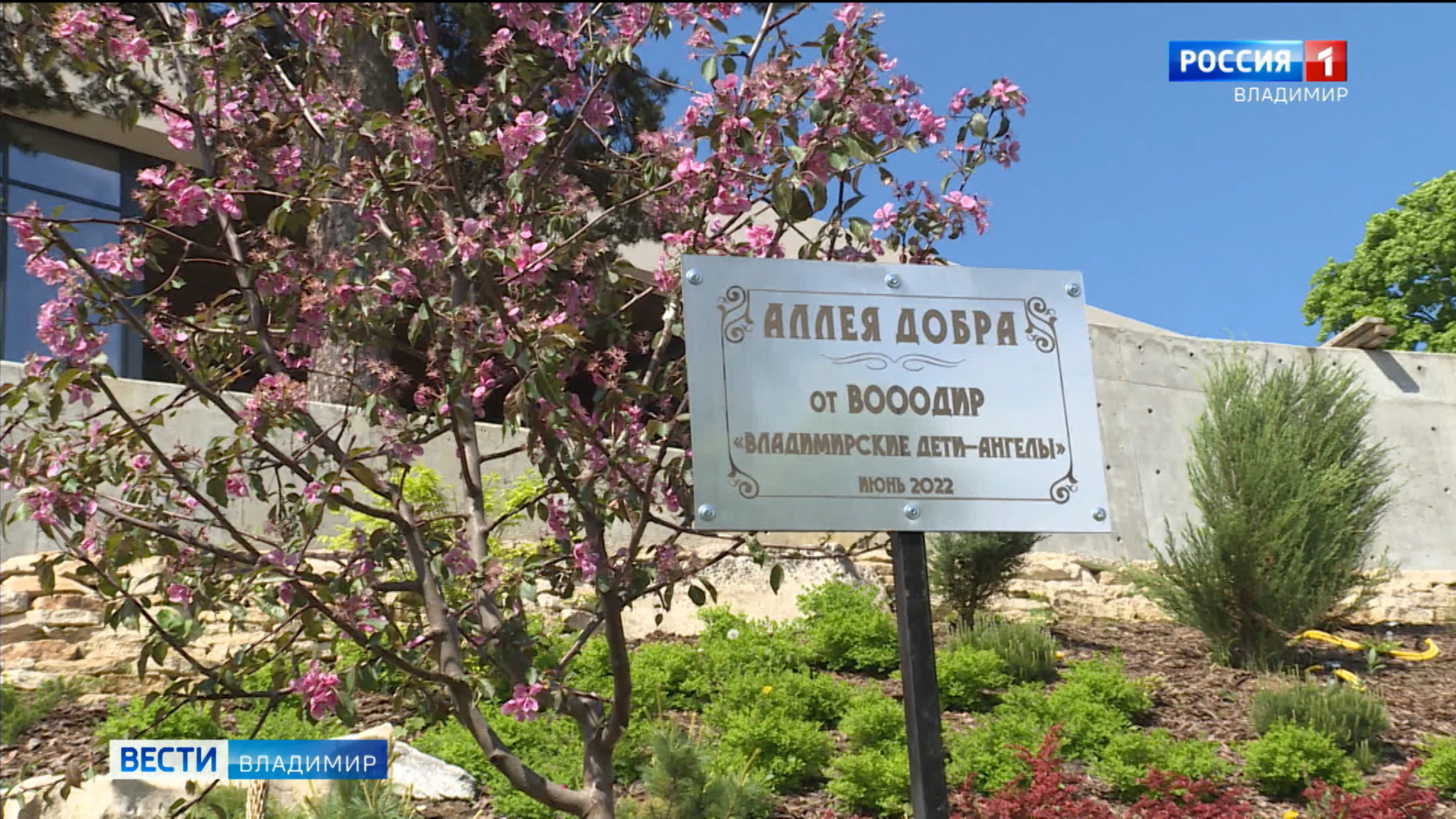 "Владимирские дети-ангелы" посадили "Аллею добра" во Владимире