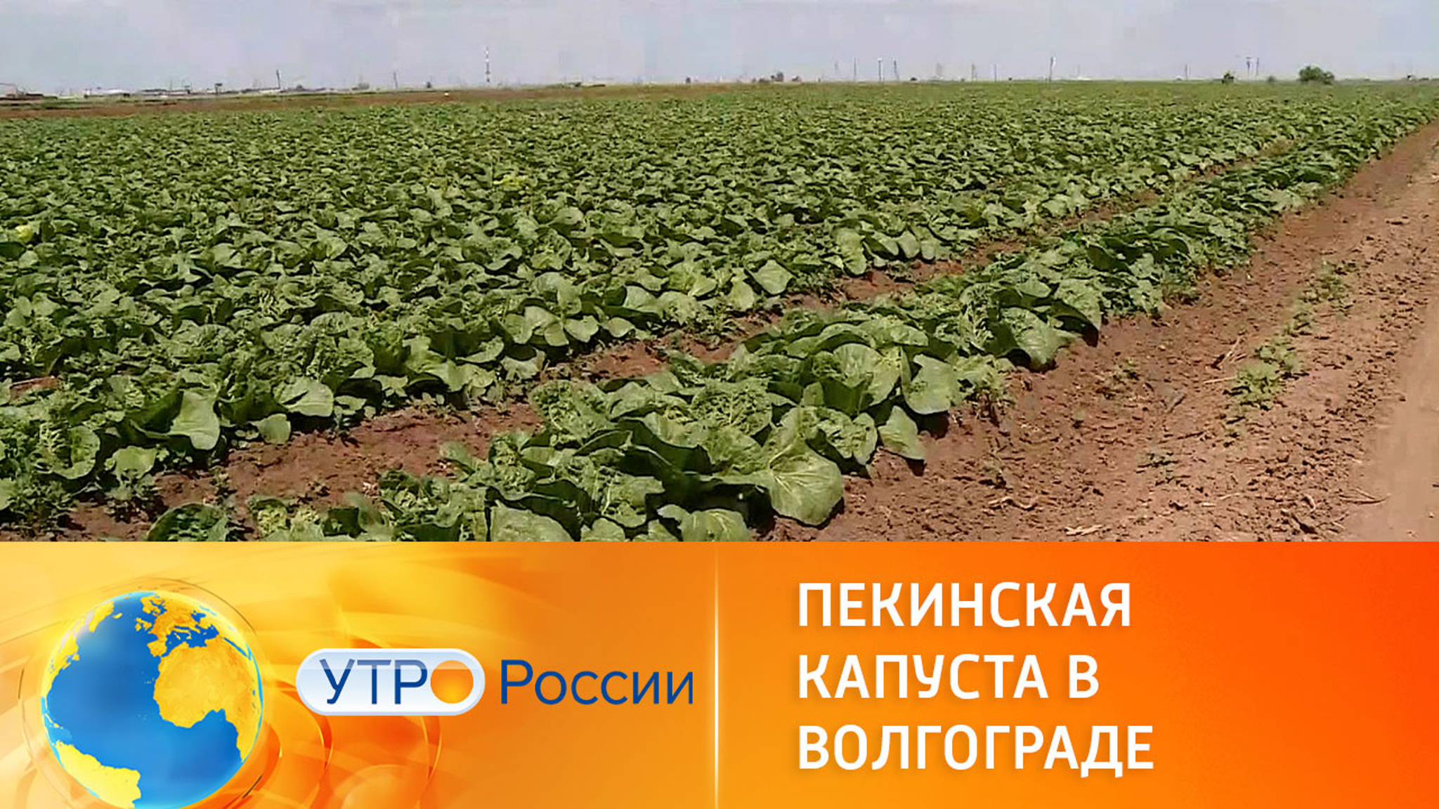 В Волгограде собирают урожай пекинской капусты