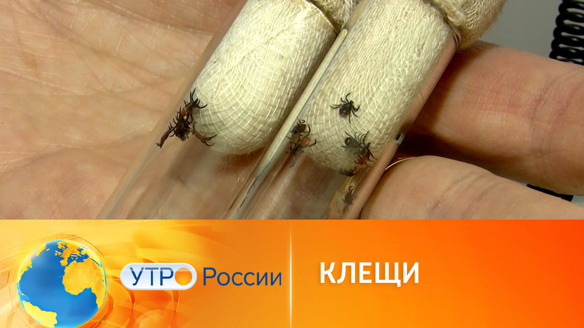 Как защитить себя от клещей