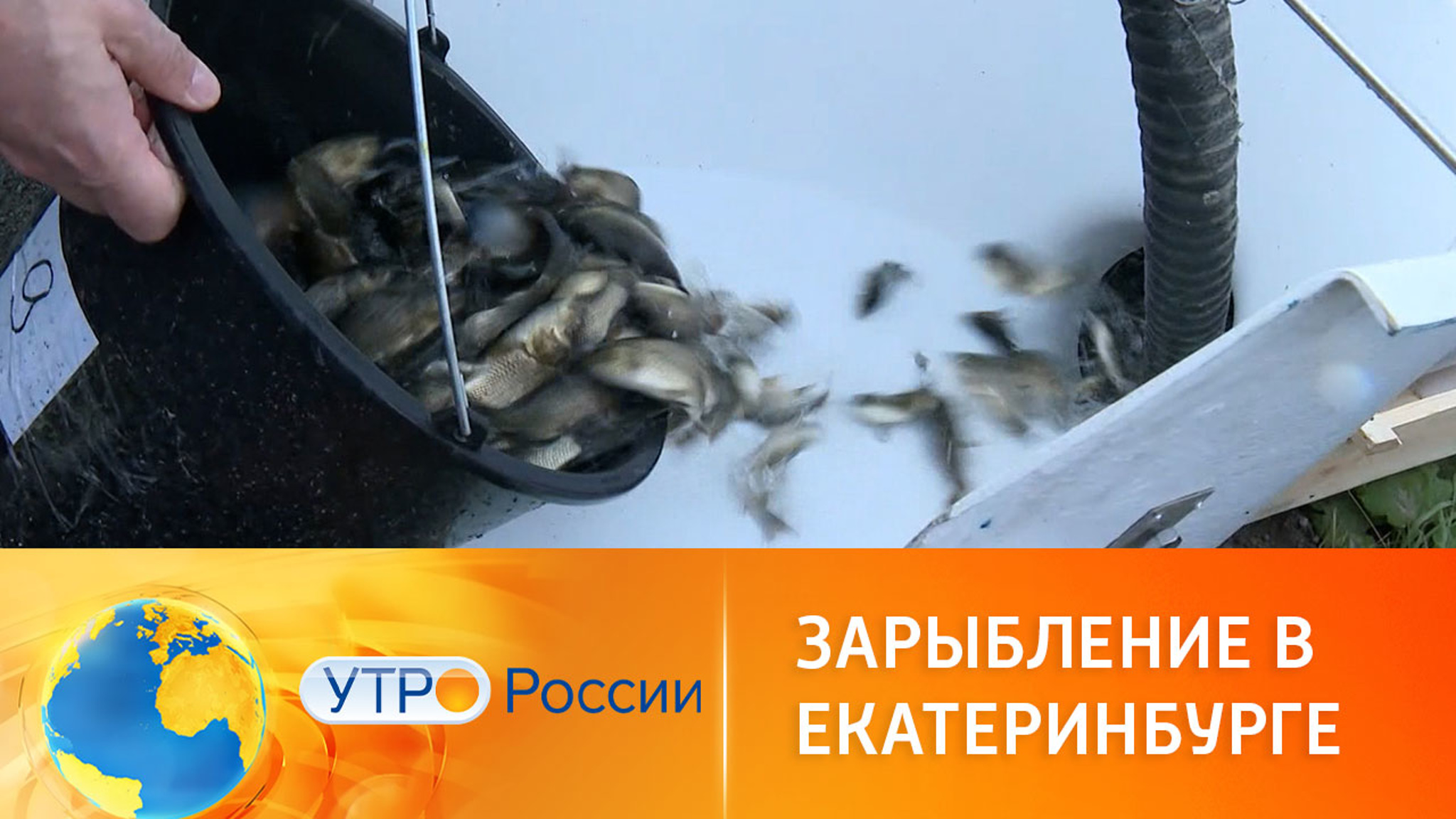 В рыбопитомнике Екатеринбурга готовы к выпуску сазанов на свободу