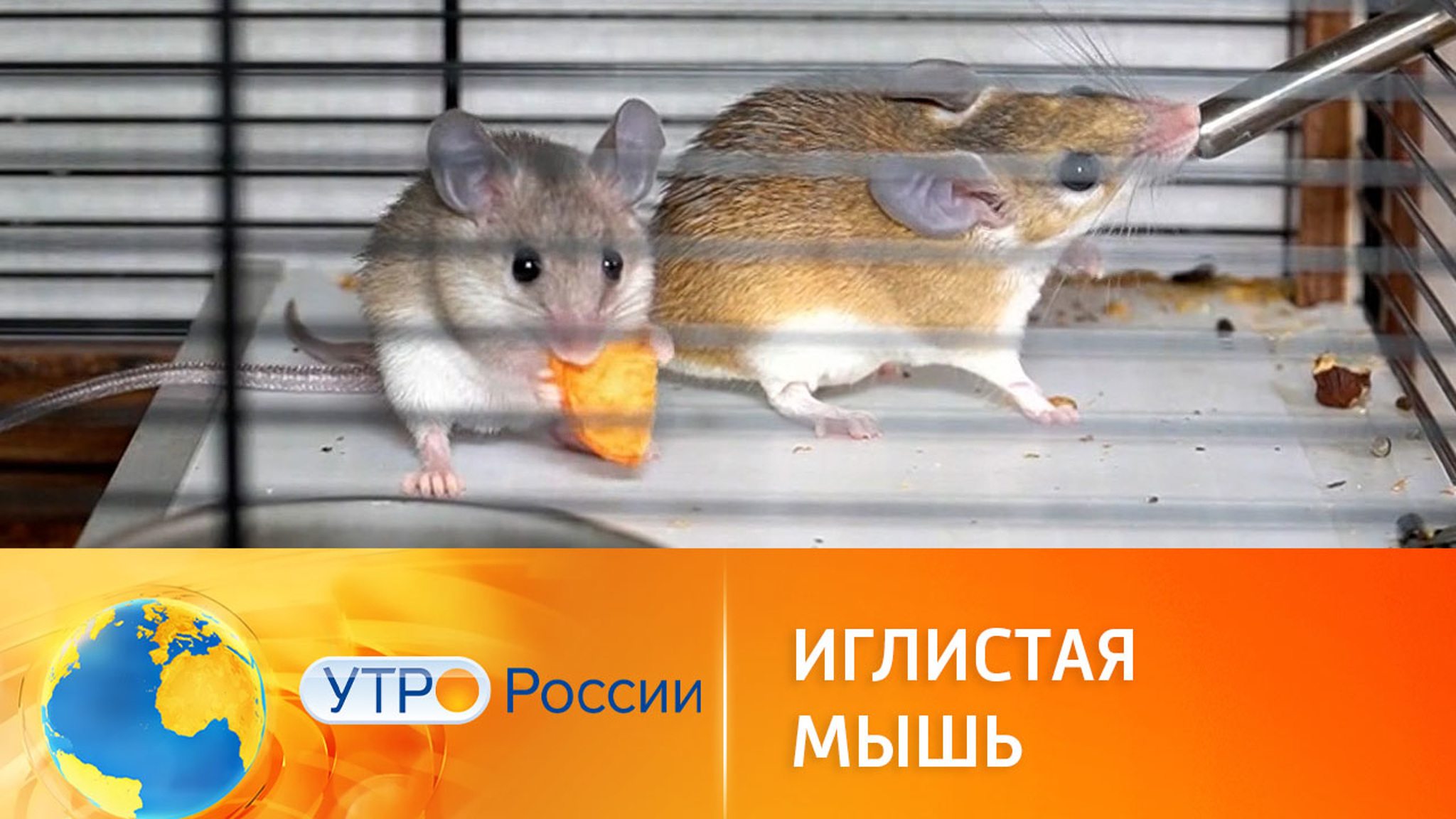 Интересные факты об иглистых мышах