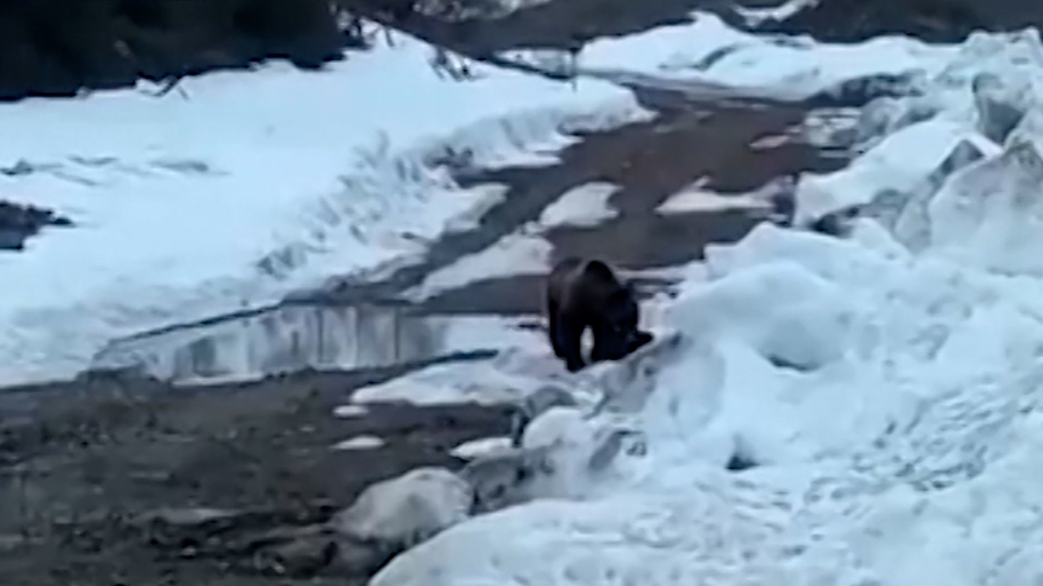 В Якутии медведя приманили едой, чтобы взорвать