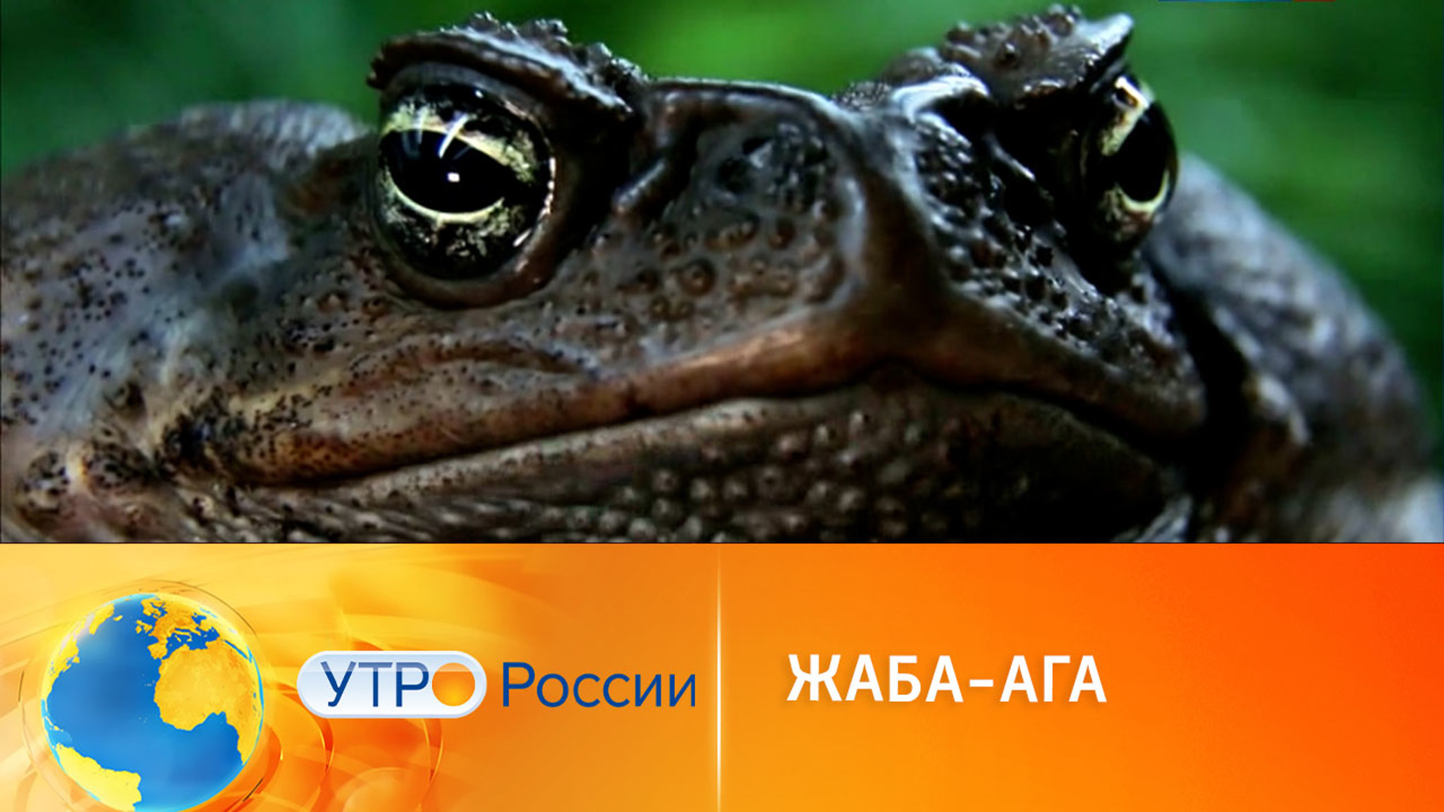 Жаба-ага: как выглядит экзотическое земноводное