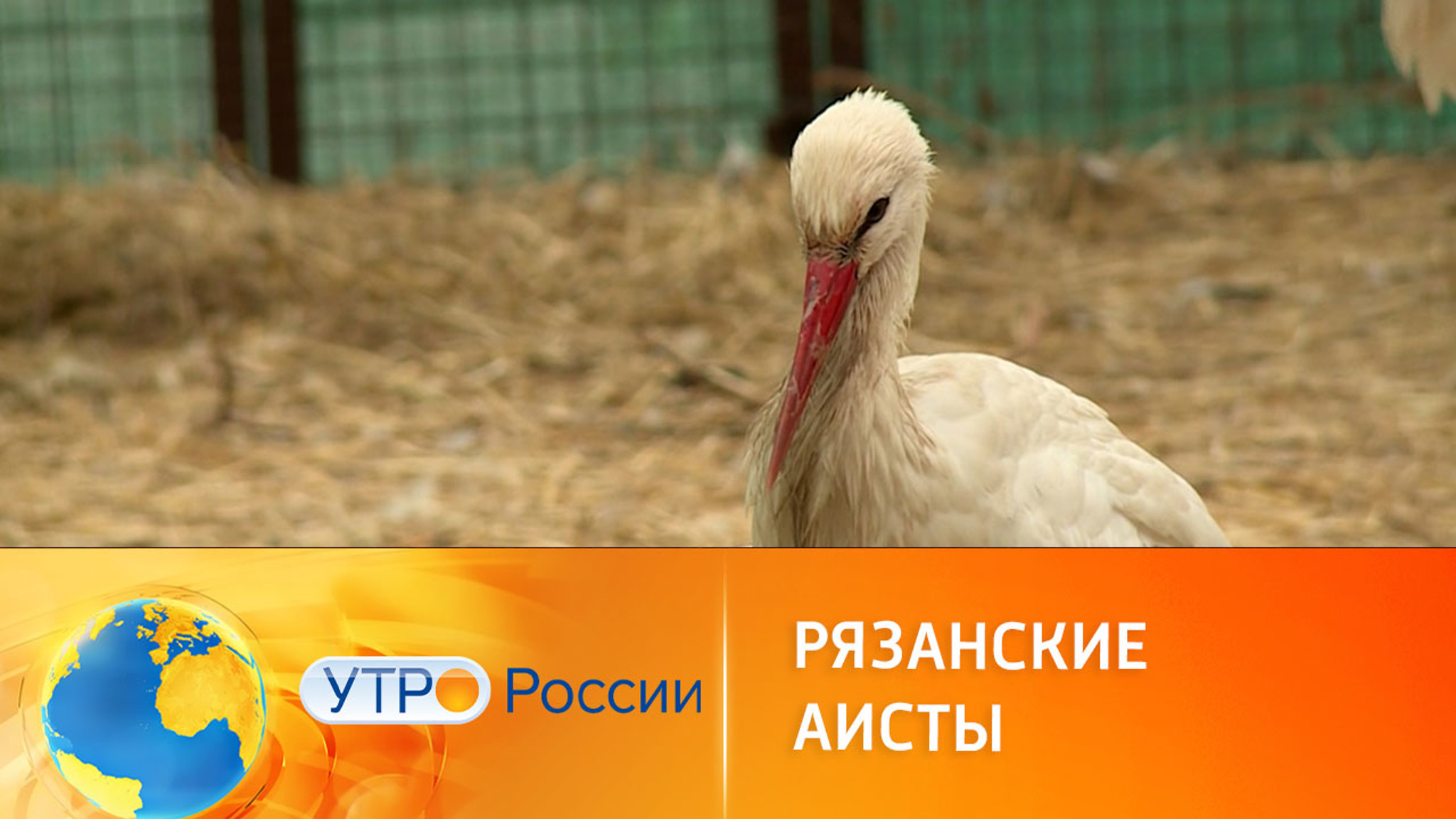 В Рязанской области выпустили на волю аистов