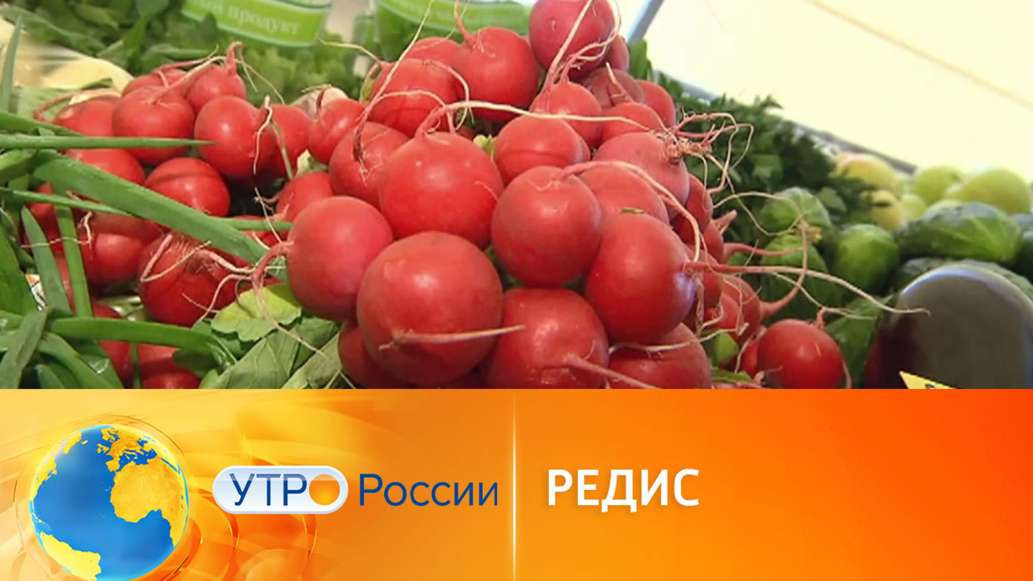 Чем полезен редис и как правильно его выращивать