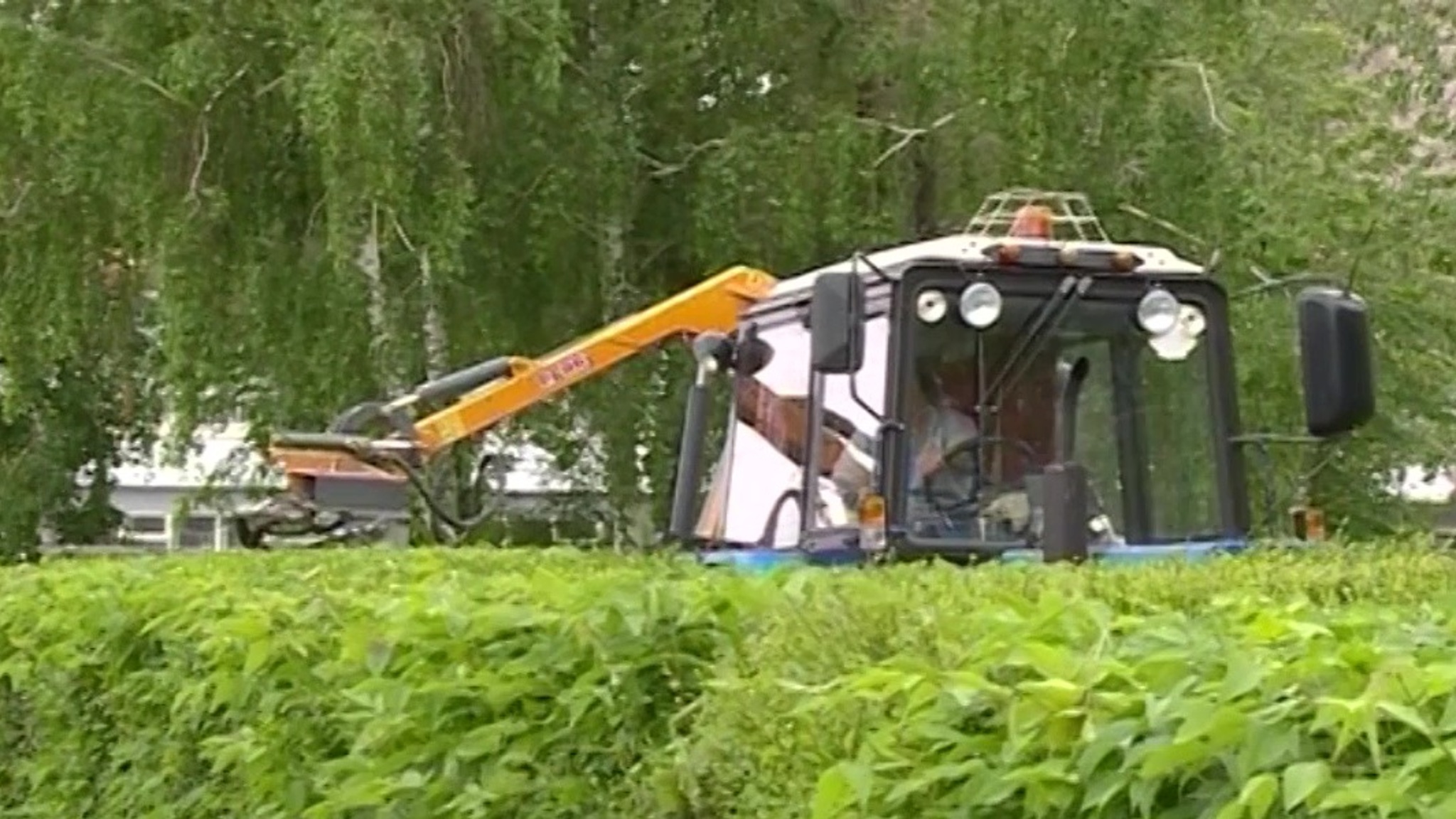 Красота и омоложение: обрезка деревьев началась в Магнитогорске