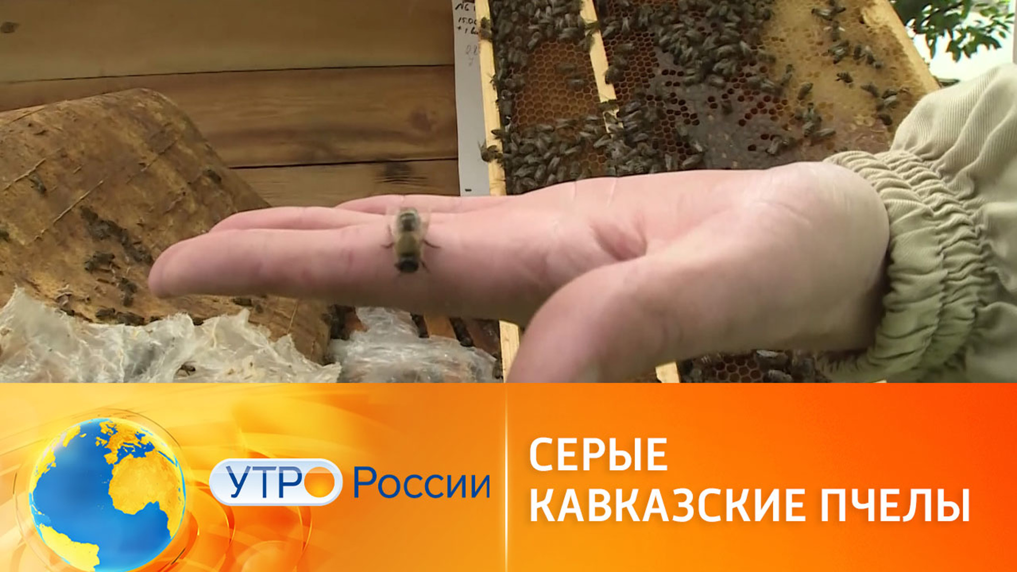 В Сочи спасают популяцию серых кавказских пчел