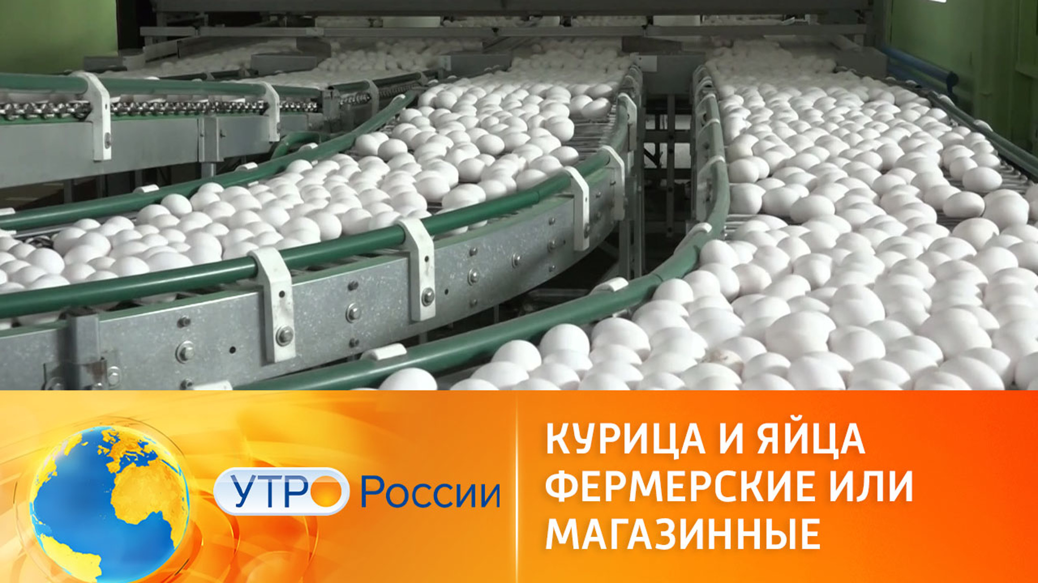 Фермерские или магазинные: как выбрать курицу и яйца