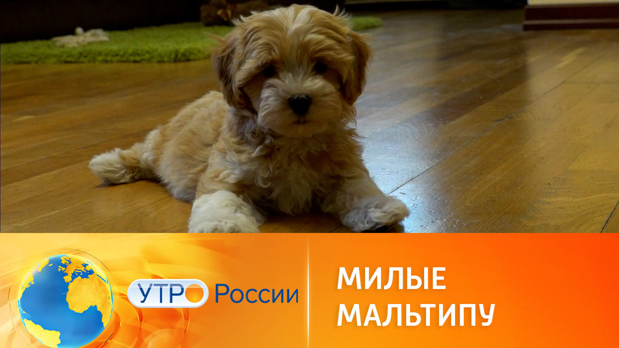 Собаки за миллион рублей: особенности породы мальтипу