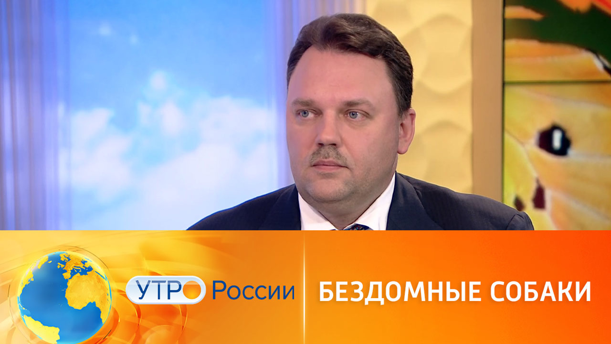 В России будут строить приюты для бездомных собак