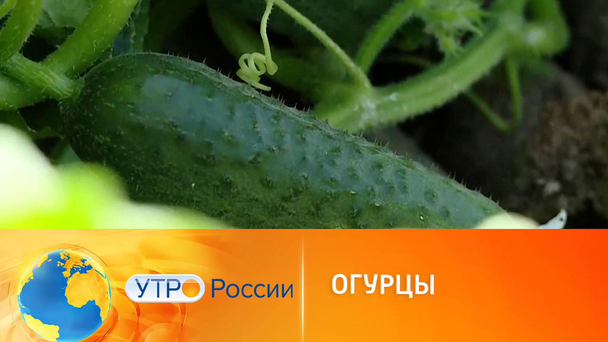 В Волгоградской области собирают урожай огурцов