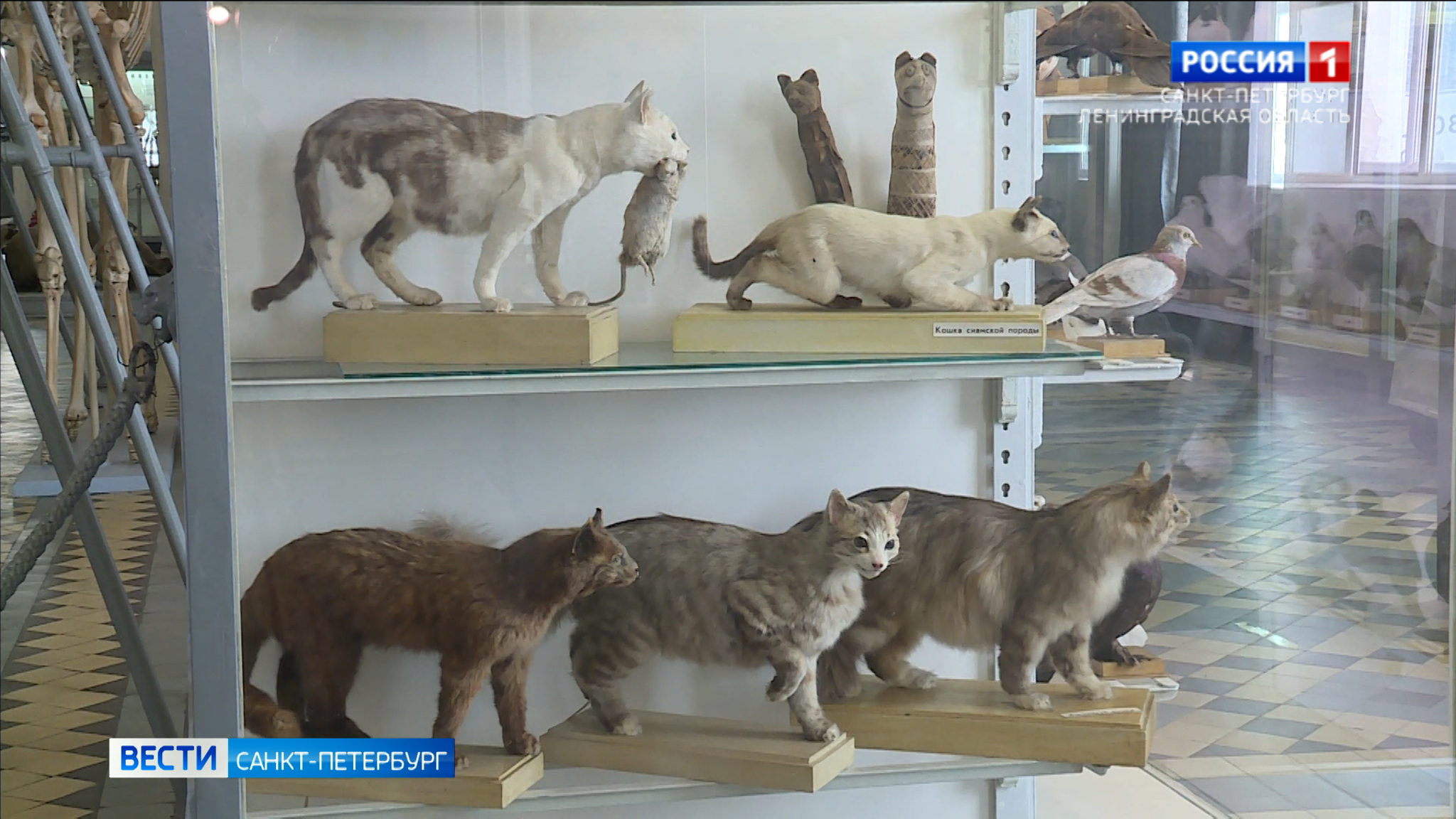 190 лет Зоологическому институту Российской академии наук