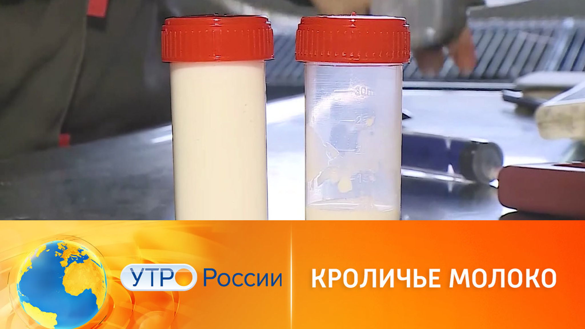 Эксперты рассказали, чем полезно кроличье молоко