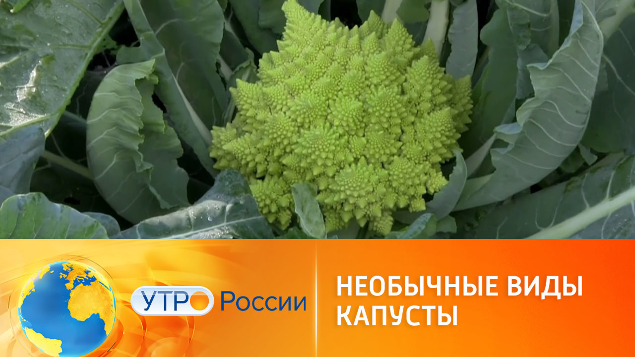 Причины употреблять капусту каждый день