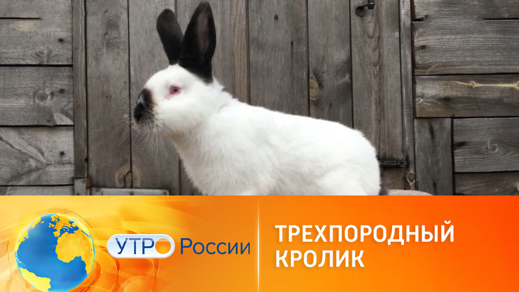 Ученые из Подмосковья вывели идеального кролика