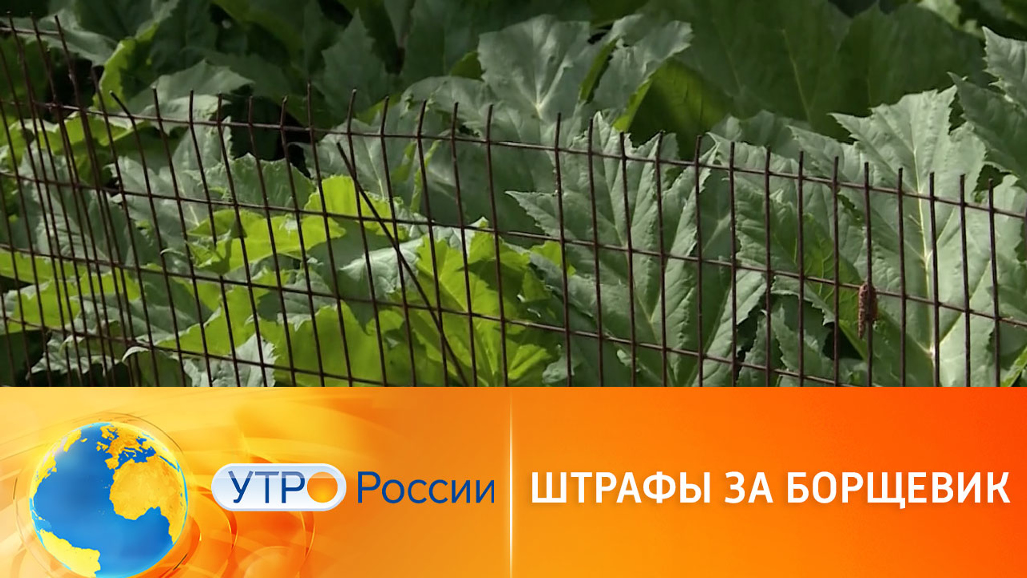 Ученые предупредили, что борщевик захватит европейскую часть страны