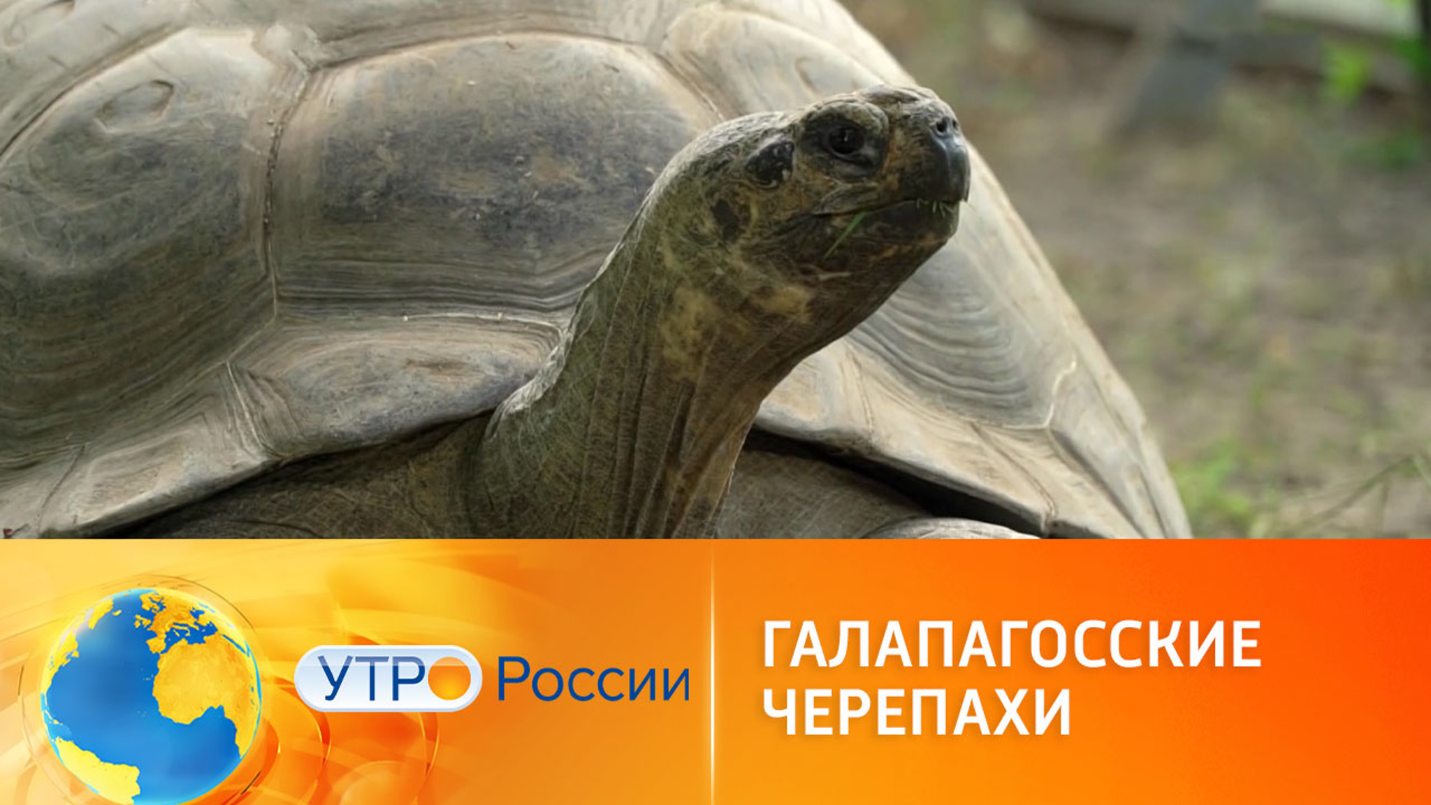 Из жизни галапагосских черепах