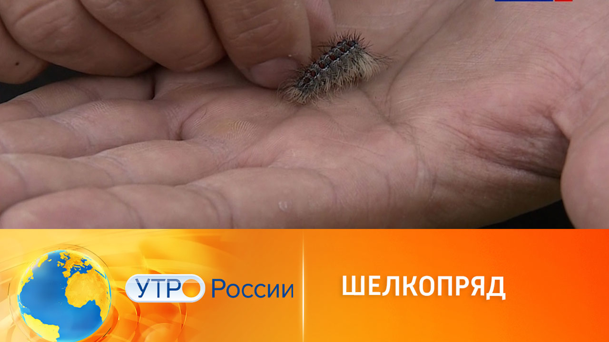 В Подмосковье нашествие шелкопряда
