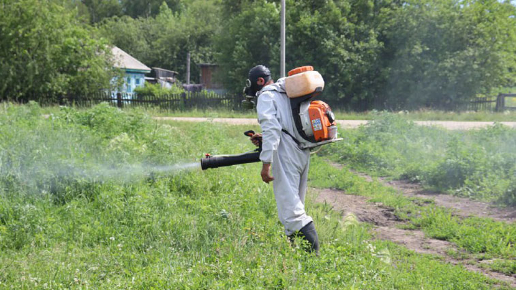 В белогорском селе Успеновка обнаружили больше 30 участков с дикорастущей коноплей