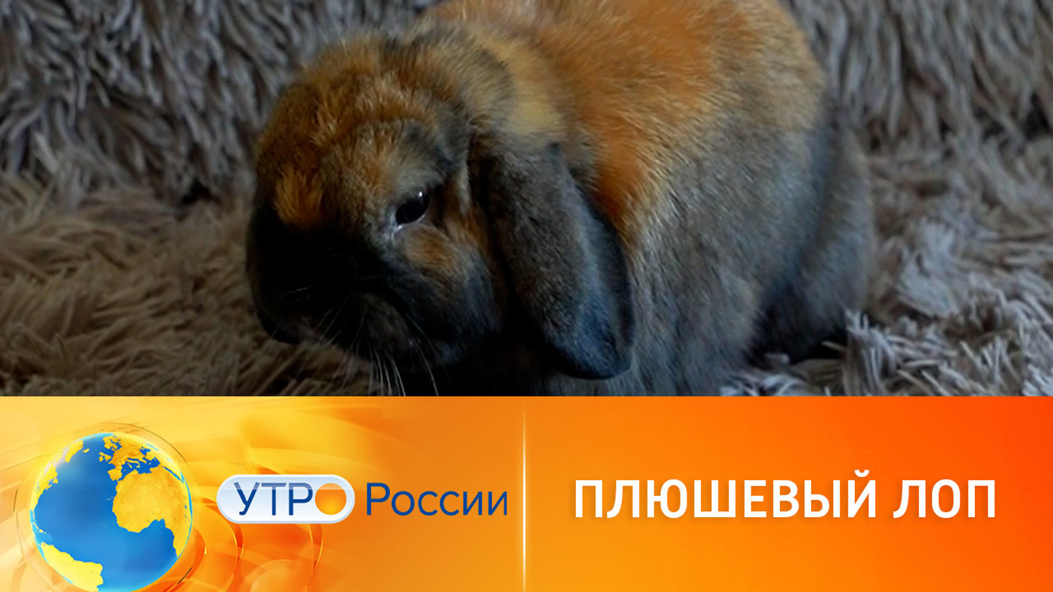 Декоративные кролики: особенности породы и ухода