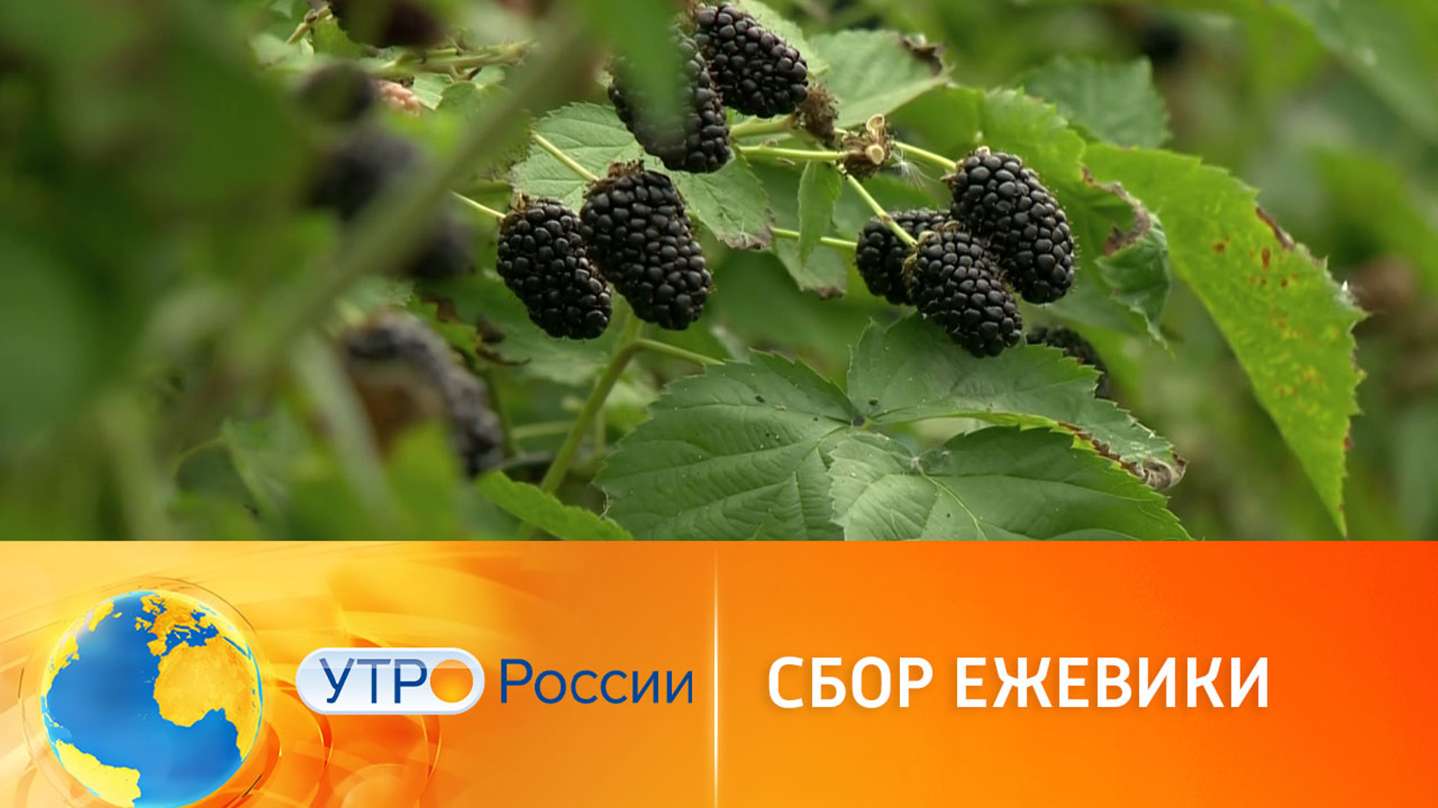 Промышленное выращивание ежевики