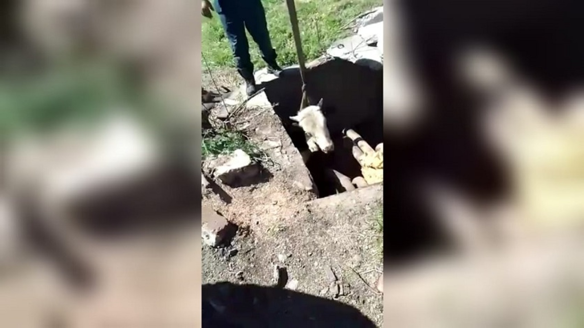 В посёлке Магдагачи в теплоузел со штырями на дне провалилась корова