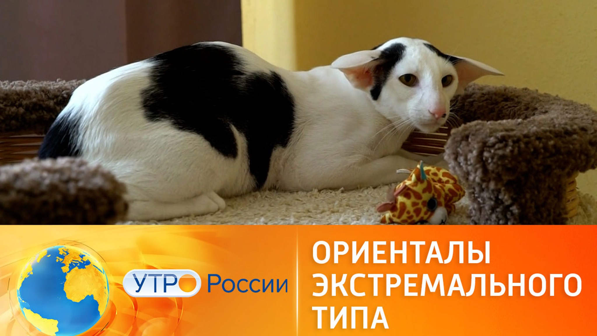 Порода кошек: "ориенталы экстремального типа"