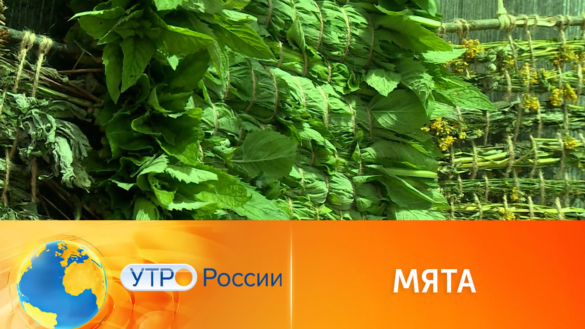 Заготавливаем мяту