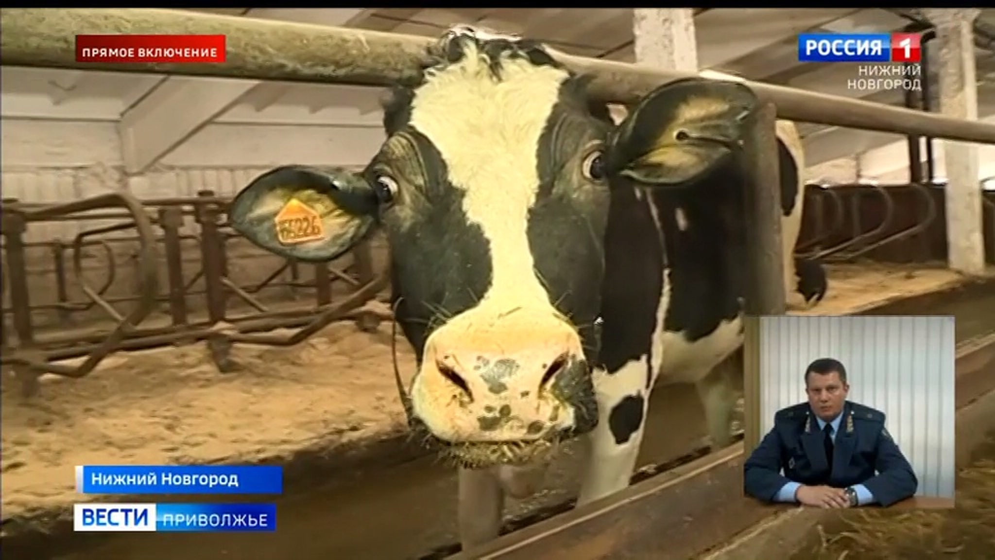 Рост очагов лейкоза крупного рогатого скота зафиксирован в Нижегородской области