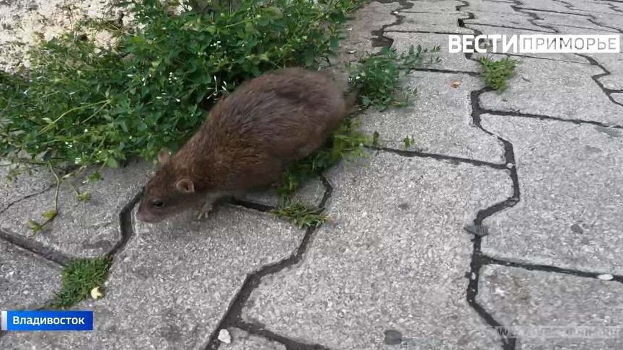 «Это нашествие»: Крысы в открытую атакуют Владивосток