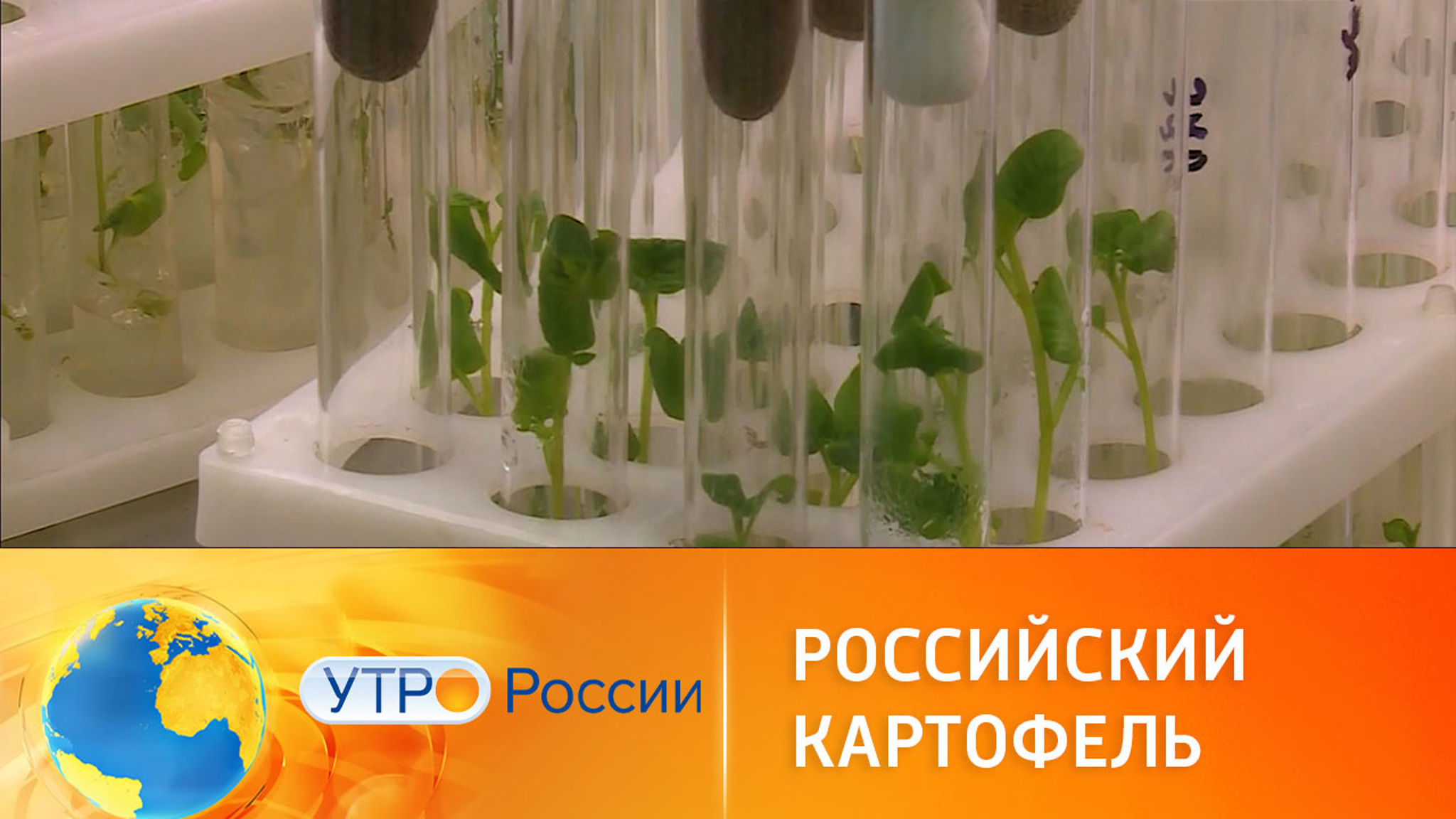 Новые сорта российского картофеля