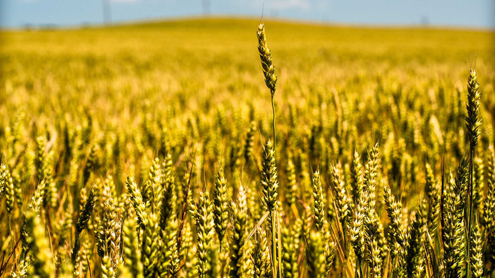 На Кубани 7 июля будет жарко и ветрено